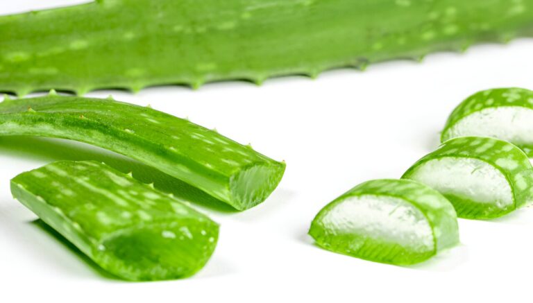 Aloe vera peels could fight staple food crop pests