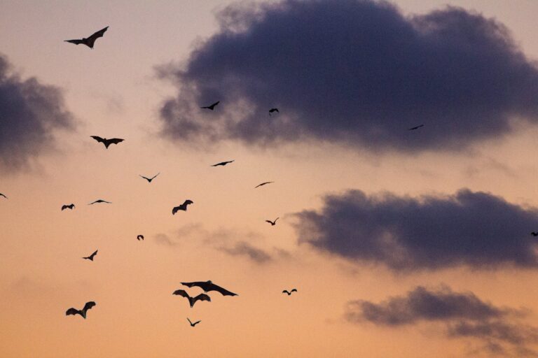 World’s biggest bat colony gathers in Zambia every year. Researchers used artificial intelligence to count them