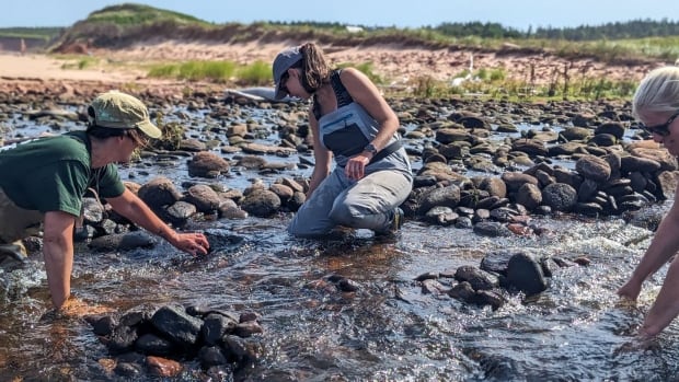 P.E.I. salmon streams get boost from new watershed project