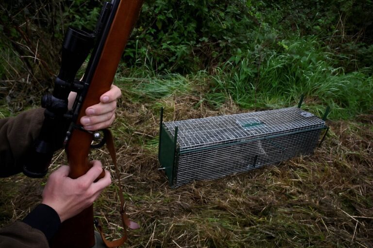 Belgium struggles with spread of ‘invasive’ raccoons