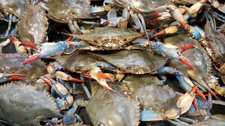 Dangerous chemicals found in South Carolina’s fish, crabs and oysters. Here’s what we know