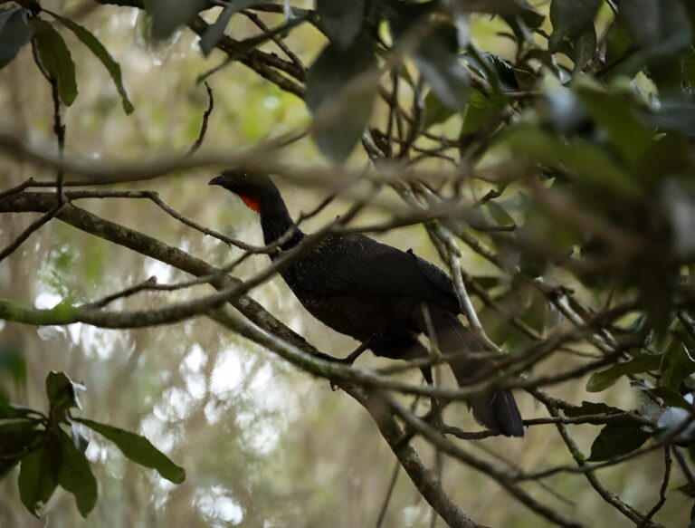 brazils-jacu-birds-wer.jpg