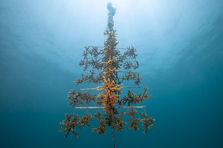 Genetic research is identifying disease-resistant super corals in the Caribbean