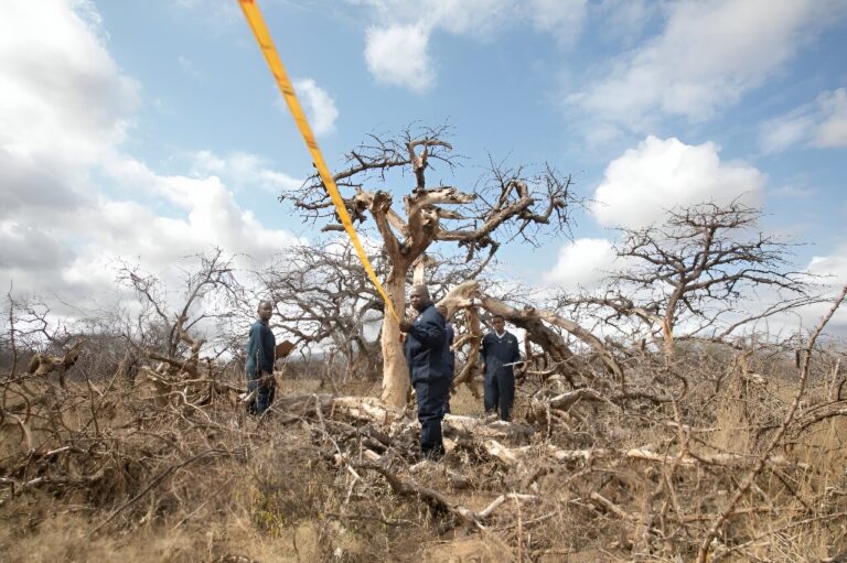 Kenya bets on carbon credits as it hosts climate summit