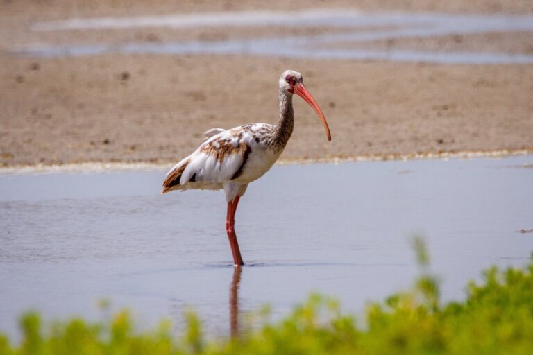 Using evidence from last Ice Age, scientists predict effects of rising seas on coastal habitats