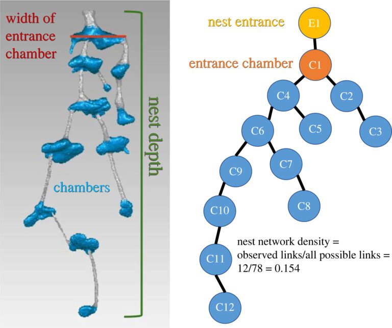 Could insights from ants help people build better transportation networks?