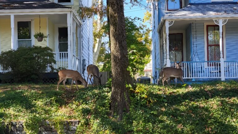 In US capital, ‘Bambi’ is increasingly unwelcome