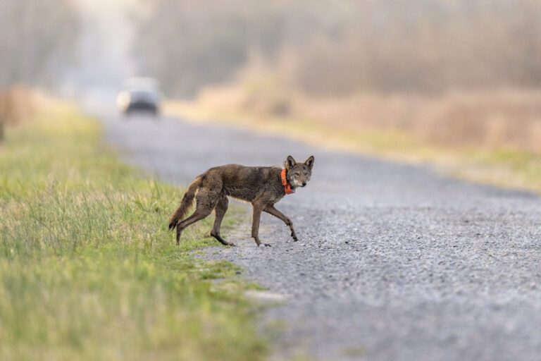 Endangered red wolf can make it in the wild, but not without ‘significant’ help, study says