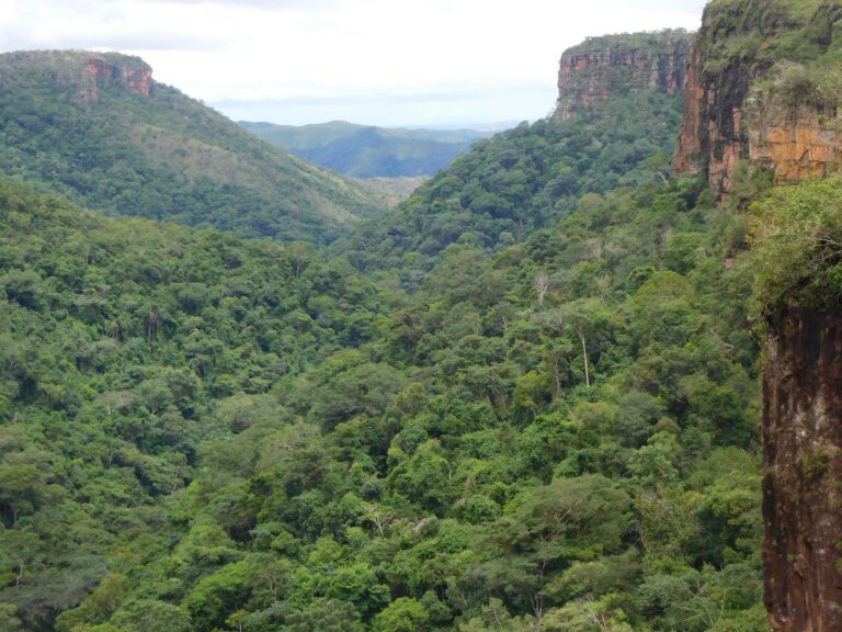 Extreme El Niño weather saw South America’s forest carbon sink switch off