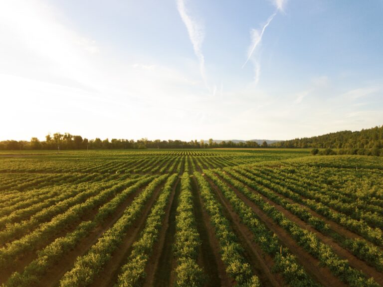 Experts question whether carbon dioxide storage in farming soils helps the climate