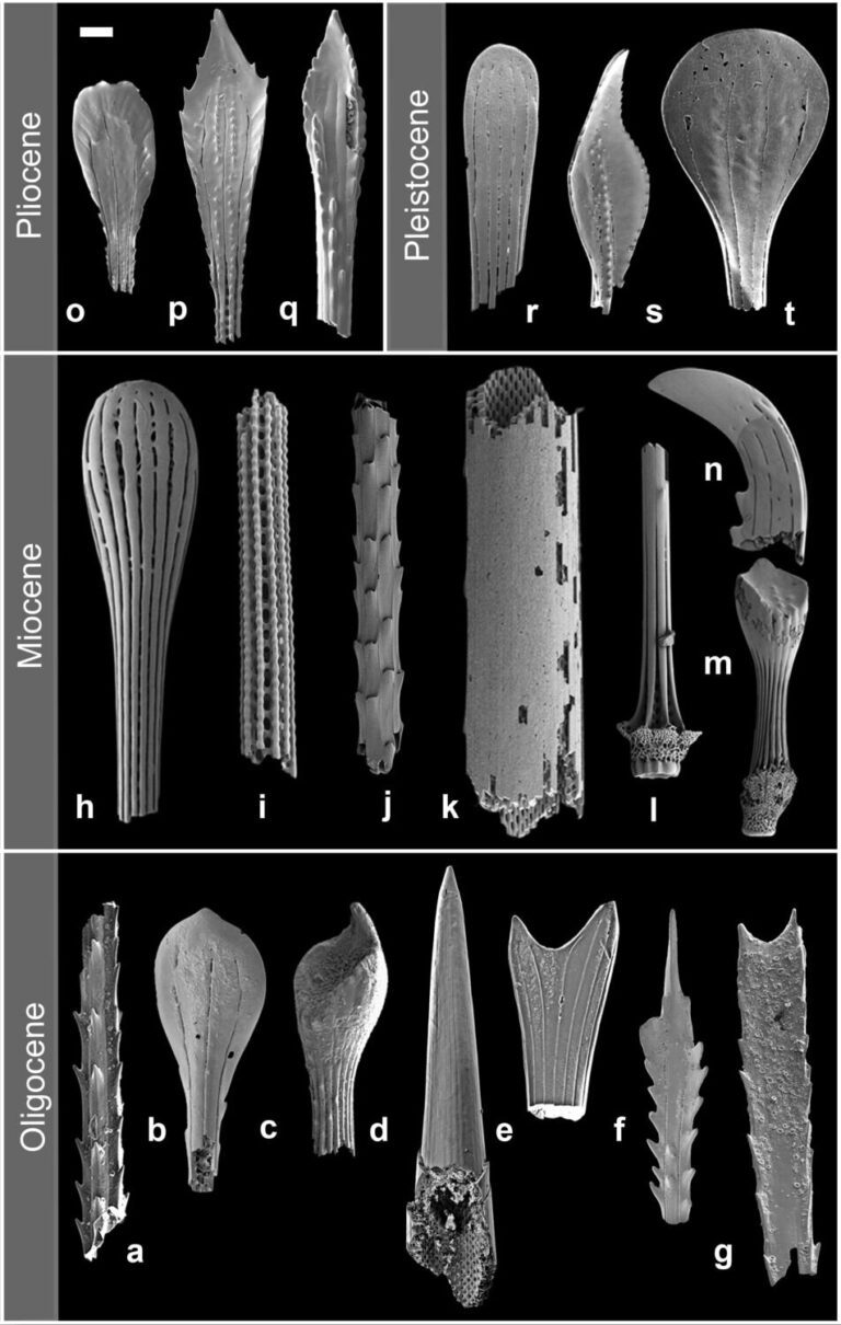 Fossil spines reveal deep sea’s past