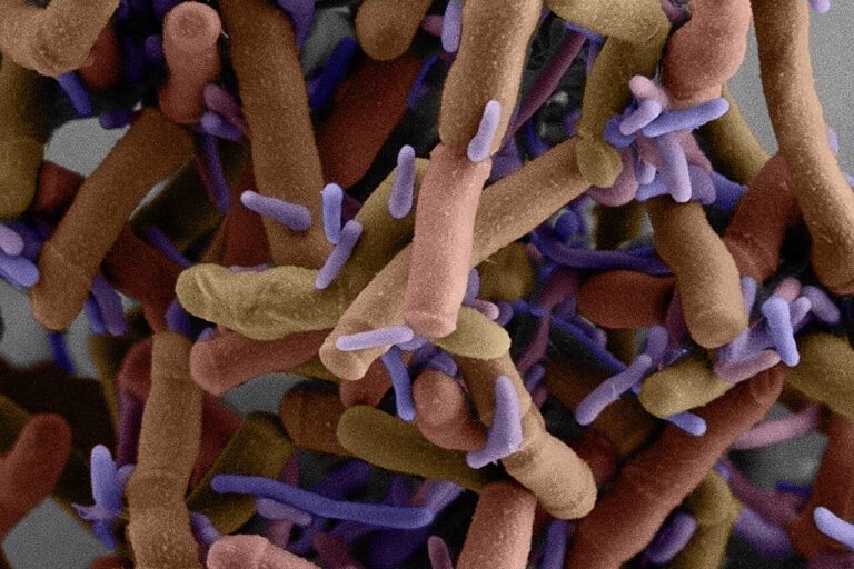 Genetic tools probe microbial dark matter