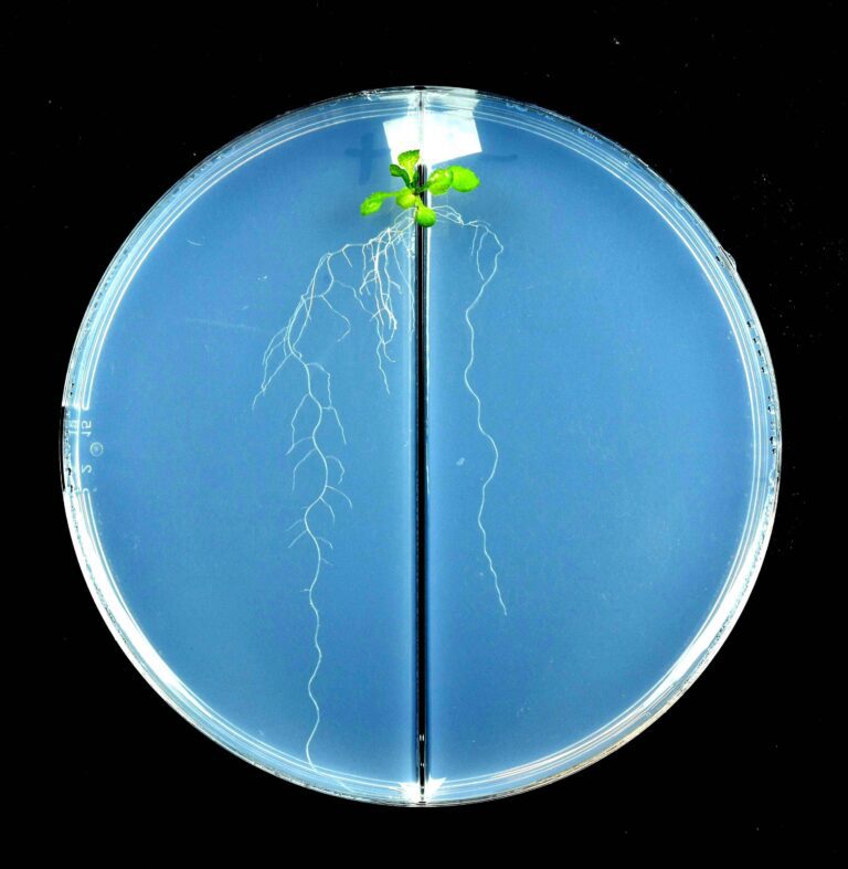 Researchers identify protein that helps tell plants ‘no’ when nitrogen is low