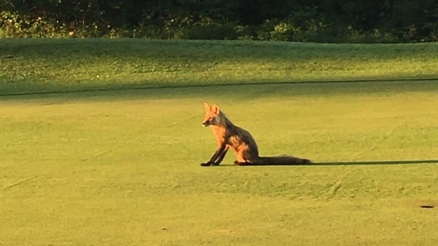 Swiper no swiping! Sly foxes help themselves to golf balls on Thunder Bay courses