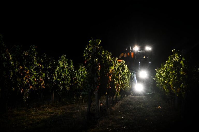 harvesting-grapes-at-n.jpg