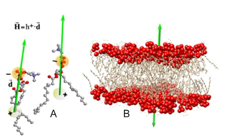 How hydrophobicity shapes protein assemblies