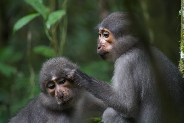 Study suggests human shoulders and elbows first evolved as brakes for climbing apes