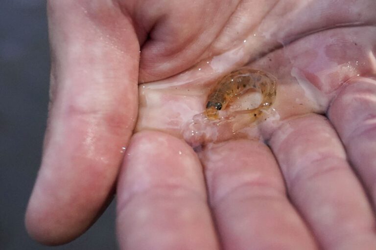 In Mississippi, a tiny fish is reintroduced to the river where it disappeared 50 years ago