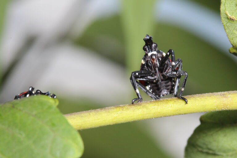 Invasive spotted lanternfly may not damage hardwood trees as previously thought