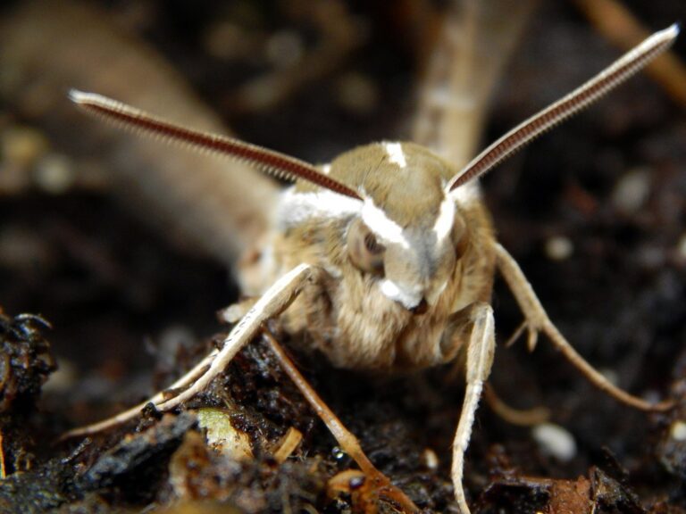 It’s a bird! No, it’s a … moth? Heavy rainfall spurs unique insect sightings in Bay Area