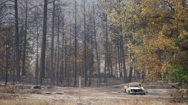 Ecologists say life will return to B.C. wildfire zone, but trees may never grow back