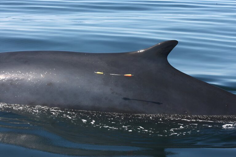 Mutation rates in whales found to be much higher than previously reported