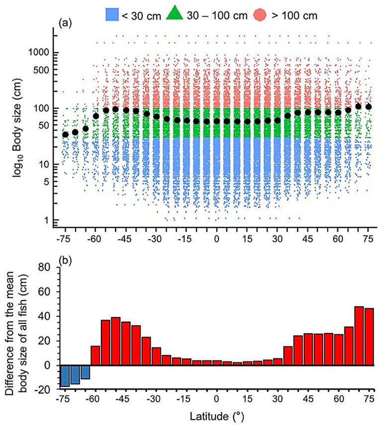 New study reveals global patterns in marine fish body size and trophic traits with latitude and depth