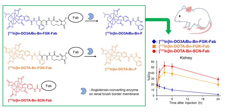 Novel molecular design for enhanced efficacy and safety in radiotheranostics