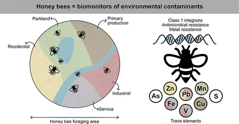 Patrolling honey bees expose spread of antimicrobial resistance