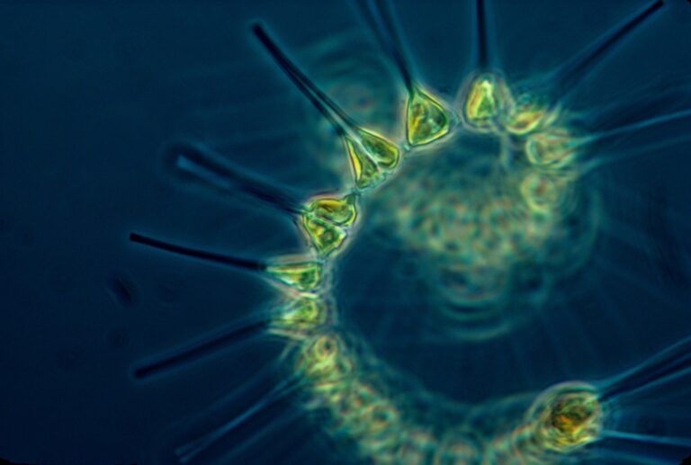 Stoichiometric mismatch between phytoplankton and zooplankton under climate warming and eutrophication