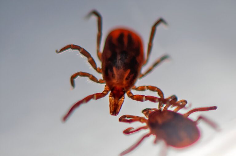 Protein may hold key to preventing a tick-borne disease