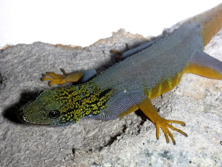 Psychedelic rock gecko among dozens of species in need of further conservation protection in Vietnam