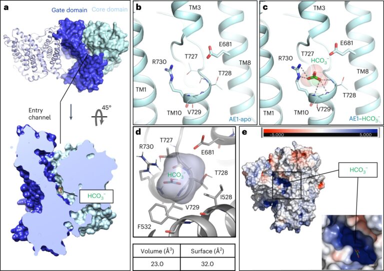 Scientists unlock secrets of red blood cell transporter, potentially paving the way for new drugs