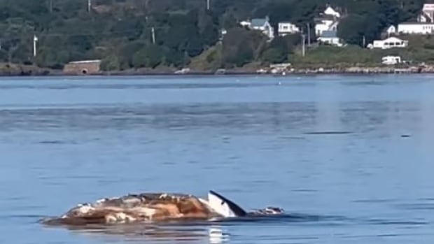 Shark captured on video feasting on whale carcass in Bay of Fundy