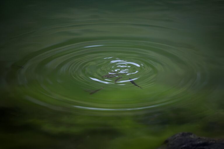 Minnows blamed for algae-filled French, Spanish lakes