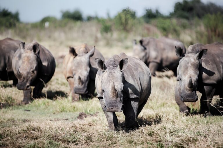 S.African rhino farm, world’s largest, bought by NGO