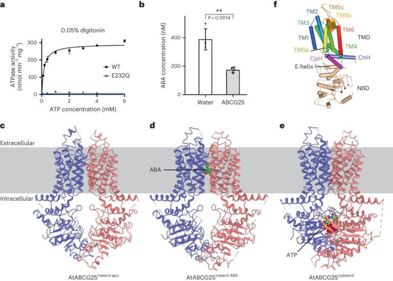 Study reveals molecular mechanism underlying cross-membrane transport of plant hormone abscisic acid