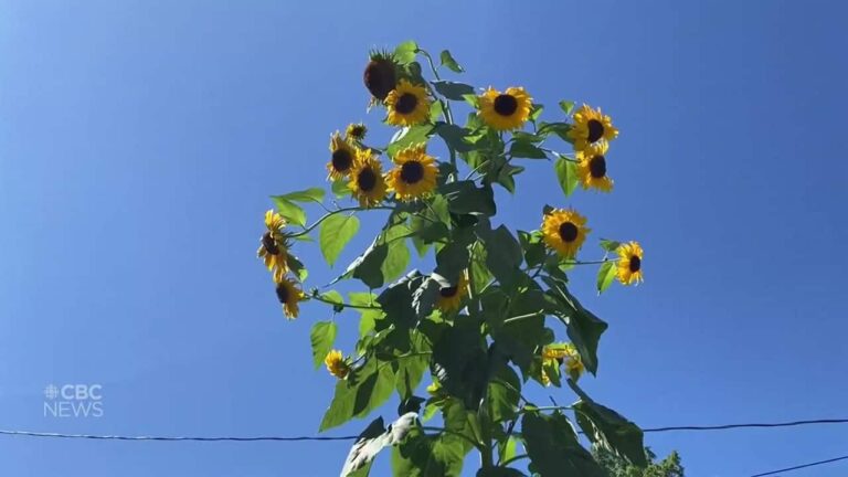 Bertha the sunflower towers over the garden