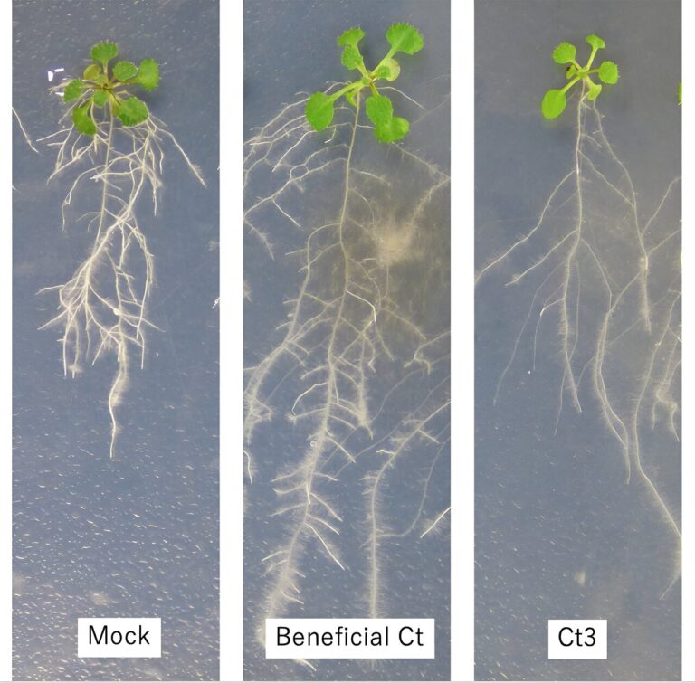 New research sheds light on how harmful fungi could become helpful and reduce food waste