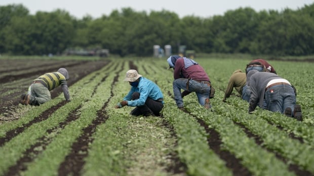 UN envoy links temporary foreign worker program to ‘contemporary forms of slavery’