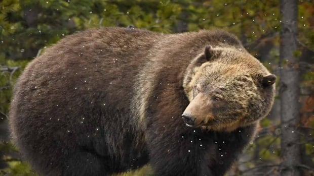 Banff’s infamous ‘Boss’ grizzly bluff charges locals, renewing calls for town fruit tree removal