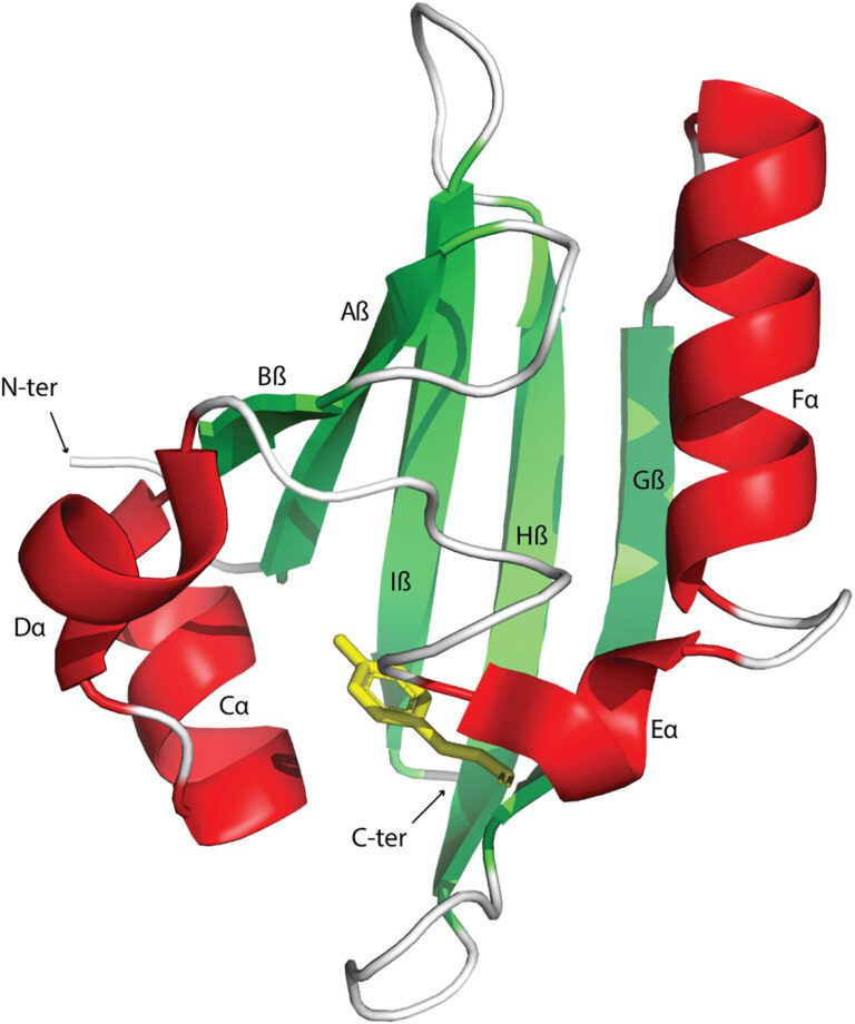 The origin and functional diversification of the Pert-Arnt-Sim (PAS) domain—an intracellular sensor