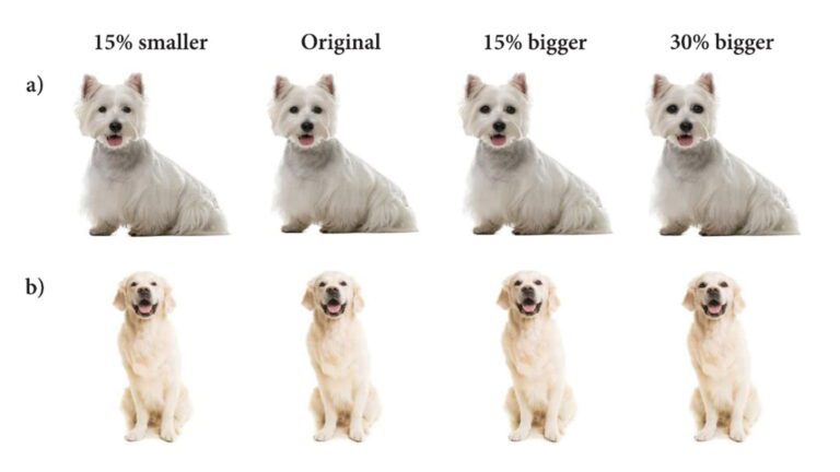 How a dog’s eye size changes a woman’s voice pitch