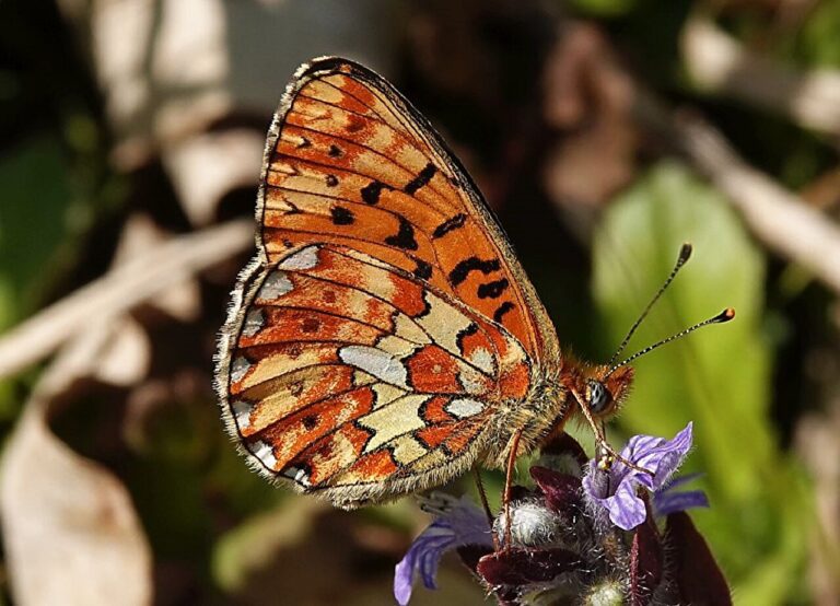 Three out of four populations of rare butterflies in Eastern Denmark have been lost