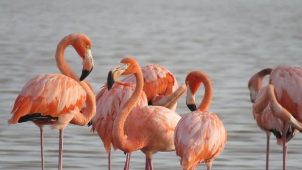 treasure-island-flamingos.JPG