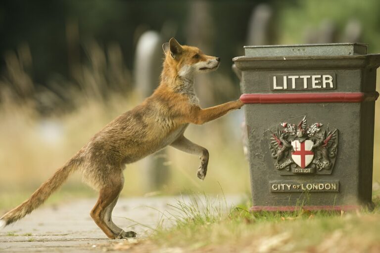 Why not all urban foxes deserve their ‘bin-raiding’ reputation