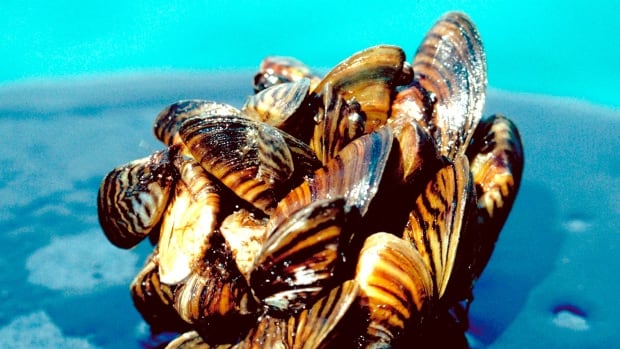 zebra-mussels.jpg