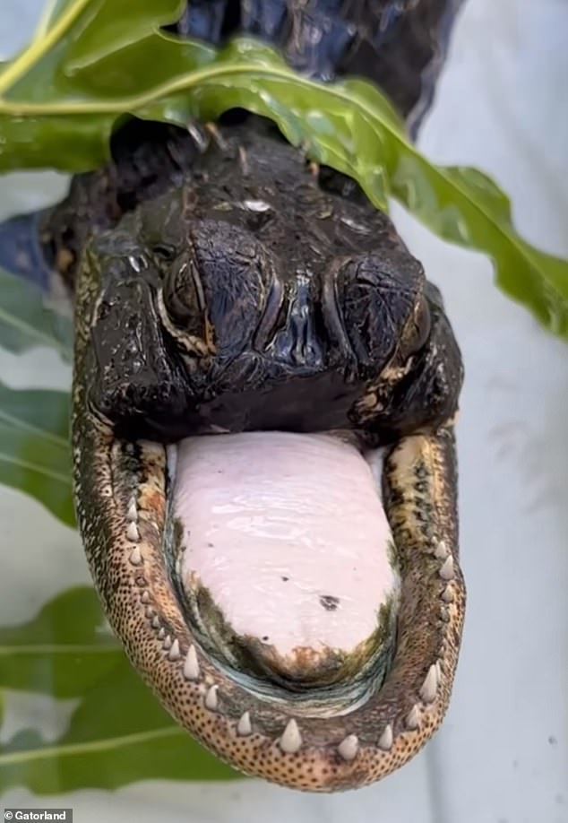 The cut across the gator's jaw is a clean one which suggests the act was committed by a snare