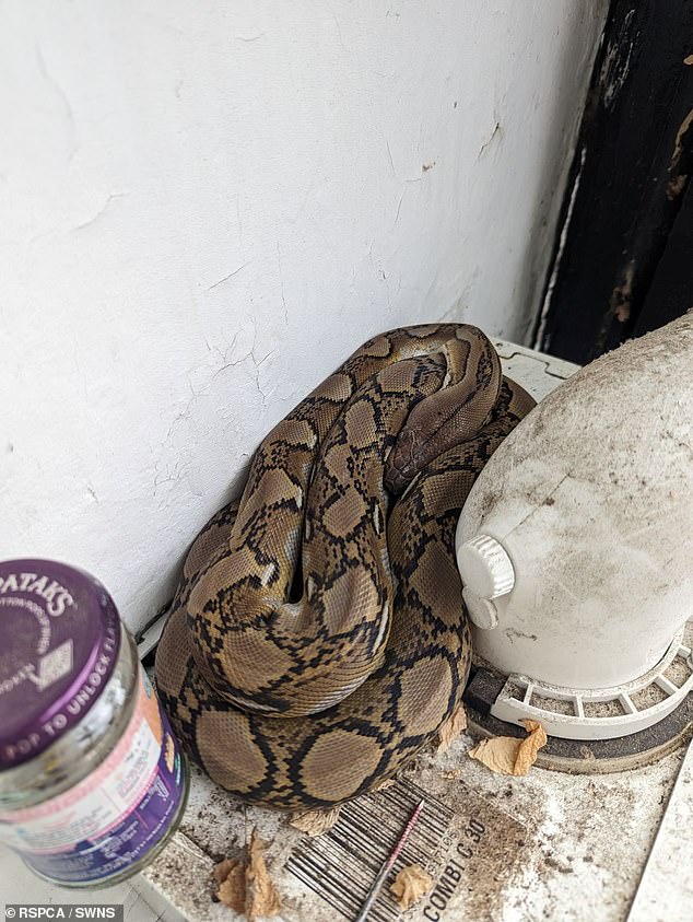 The shocked woman called the RSPCA who came round to remove the reptile which they believe had been abandoned and crawled in to the home