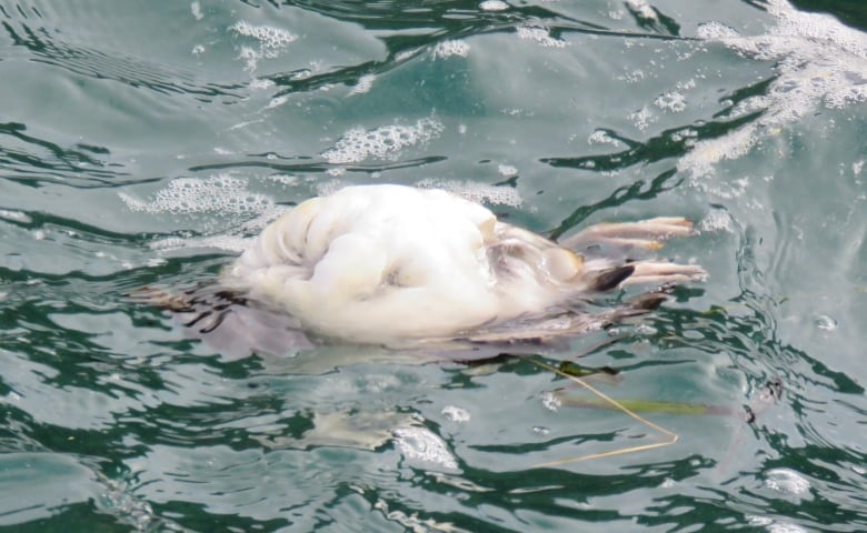 A small dead bird floats, breast side up, in water.